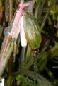 Ice on seed pod